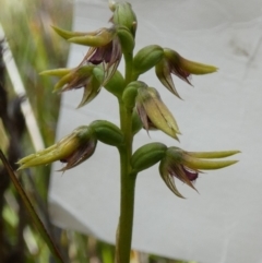 Corunastylis oligantha (Mongarlowe Midge Orchid) at QPRC LGA - 23 Jan 2024 by Paul4K