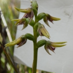 Corunastylis oligantha (Mongarlowe Midge Orchid) at Boro - 24 Jan 2024 by Paul4K