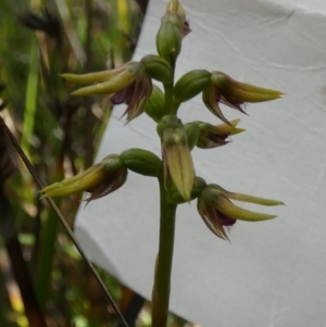 Corunastylis oligantha at QPRC LGA - 24 Jan 2024