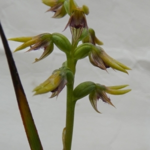 Corunastylis oligantha at QPRC LGA - 24 Jan 2024