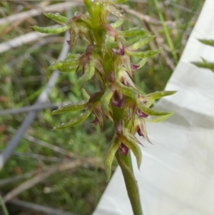 Corunastylis cornuta at QPRC LGA - 24 Jan 2024