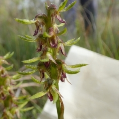 Corunastylis cornuta at QPRC LGA - 24 Jan 2024