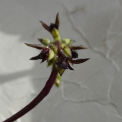 Corunastylis clivicola (Rufous midge orchid) at Borough, NSW - 23 Jan 2024 by Paul4K