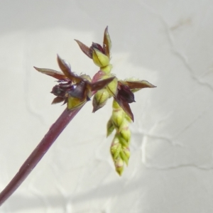 Corunastylis clivicola at QPRC LGA - suppressed