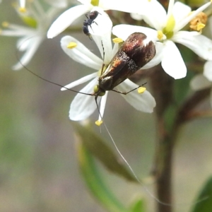 Nemophora sparsella at Lions Youth Haven - Westwood Farm A.C.T. - 25 Jan 2024