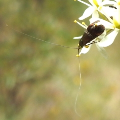 Nemophora sparsella at Lions Youth Haven - Westwood Farm A.C.T. - 25 Jan 2024