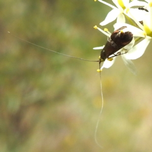 Nemophora sparsella at Lions Youth Haven - Westwood Farm A.C.T. - 25 Jan 2024 02:15 PM