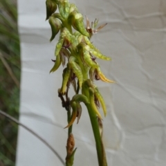 Corunastylis cornuta (Horned Midge Orchid) at Boro - 24 Jan 2024 by Paul4K