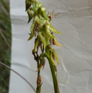 Corunastylis cornuta at Boro - suppressed