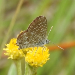 Theclinesthes serpentata (Saltbush Blue) at Kambah, ACT - 25 Jan 2024 by HelenCross