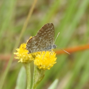 Theclinesthes serpentata at Lions Youth Haven - Westwood Farm A.C.T. - 25 Jan 2024 02:17 PM