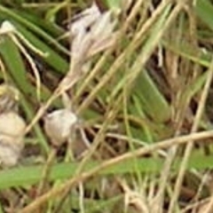 Apiformes (informal group) (Unidentified bee) at Yarralumla Grassland (YGW) - 25 Jan 2024 by MichaelMulvaney