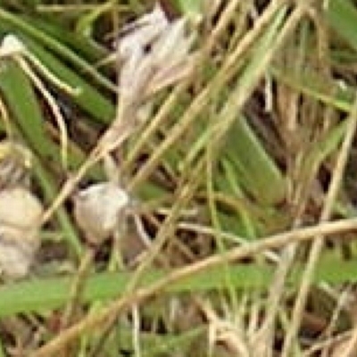 Apiformes (informal group) (Unidentified bee) at Black Street Grasslands to Stirling Ridge - 25 Jan 2024 by MichaelMulvaney