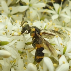 Pterygophorus cinctus (Bottlebrush sawfly) at Lions Youth Haven - Westwood Farm - 25 Jan 2024 by HelenCross