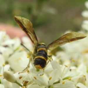 Pterygophorus cinctus at Lions Youth Haven - Westwood Farm - 25 Jan 2024