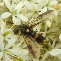 Pterygophorus cinctus at Lions Youth Haven - Westwood Farm - 25 Jan 2024