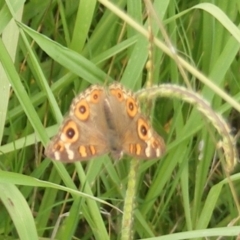 Junonia villida (Meadow Argus) at Yarralumla, ACT - 25 Jan 2024 by MichaelMulvaney