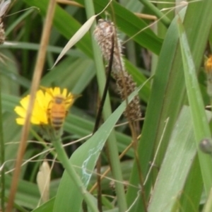 Apis mellifera at Yarralumla Grassland (YGW) - 25 Jan 2024