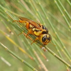 Unidentified Sawfly (Hymenoptera, Symphyta) at Lions Youth Haven - Westwood Farm A.C.T. - 25 Jan 2024 by HelenCross