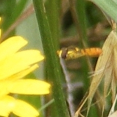 Simosyrphus grandicornis (Common hover fly) at Black Street Grasslands to Stirling Ridge - 25 Jan 2024 by MichaelMulvaney