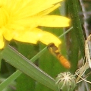 Simosyrphus grandicornis at Yarralumla Grassland (YGW) - 25 Jan 2024