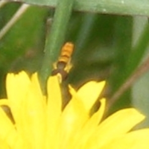 Simosyrphus grandicornis at Yarralumla Grassland (YGW) - 25 Jan 2024 01:41 PM