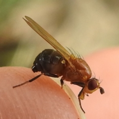 Rhagadolyra magnicornis (Lauxaniid fly) at Lions Youth Haven - Westwood Farm A.C.T. - 25 Jan 2024 by HelenCross