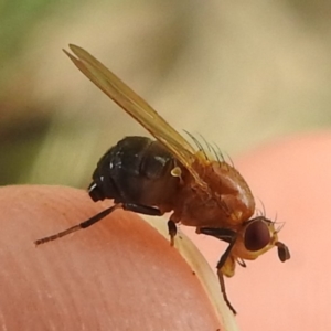 Rhagadolyra magnicornis at Lions Youth Haven - Westwood Farm A.C.T. - 25 Jan 2024