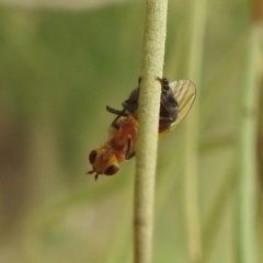 Rhagadolyra magnicornis at Lions Youth Haven - Westwood Farm A.C.T. - 25 Jan 2024