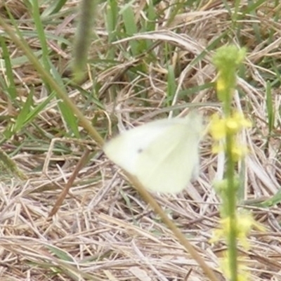 Pieris rapae (Cabbage White) at Yarralumla Grassland (YGW) - 25 Jan 2024 by MichaelMulvaney
