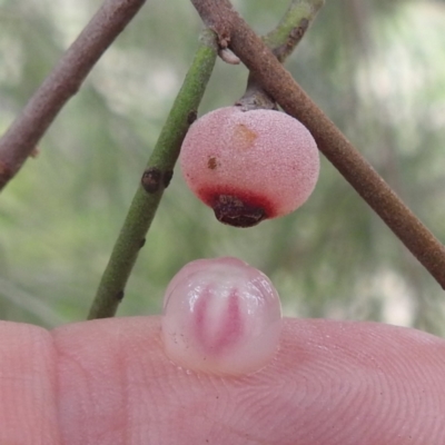 Amyema cambagei (Sheoak Mistletoe) at Lions Youth Haven - Westwood Farm - 25 Jan 2024 by HelenCross