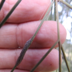 Leptoceridae sp. (family) at Lions Youth Haven - Westwood Farm A.C.T. - 25 Jan 2024 02:52 PM