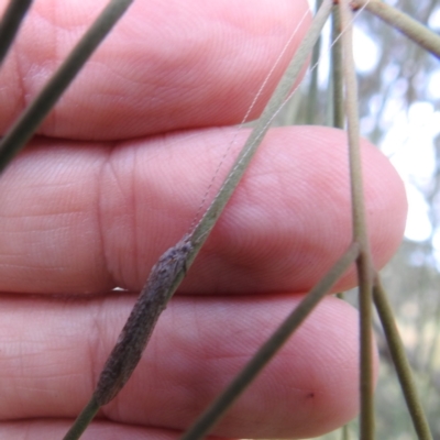 Leptoceridae sp. (family) (Long-horned caddisfly) at Lions Youth Haven - Westwood Farm - 25 Jan 2024 by HelenCross