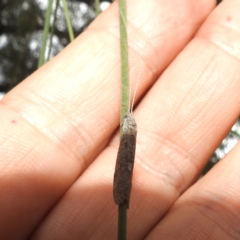 Leptoceridae sp. (family) at Lions Youth Haven - Westwood Farm A.C.T. - 25 Jan 2024