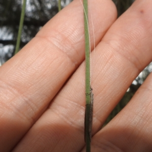 Leptoceridae sp. (family) at Lions Youth Haven - Westwood Farm A.C.T. - 25 Jan 2024