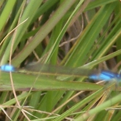 Ischnura heterosticta (Common Bluetail Damselfly) at Yarralumla Grassland (YGW) - 25 Jan 2024 by MichaelMulvaney