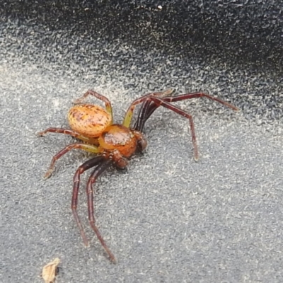 Australomisidia ergandros (A crab or flower spider) at Lions Youth Haven - Westwood Farm - 25 Jan 2024 by HelenCross