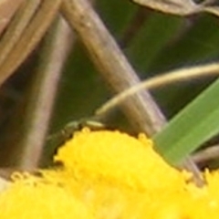 Diptera (order) (Fly - Unidentified) at Yarralumla Grassland (YGW) - 25 Jan 2024 by MichaelMulvaney