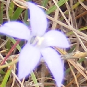 Diptera (order) at Yarralumla Grassland (YGW) - 25 Jan 2024