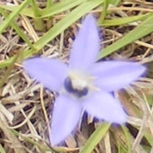 Apiformes (informal group) at Yarralumla Grassland (YGW) - 25 Jan 2024