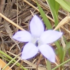 Apiformes (informal group) at Yarralumla Grassland (YGW) - 25 Jan 2024