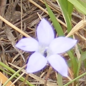 Apiformes (informal group) at Yarralumla Grassland (YGW) - 25 Jan 2024