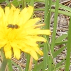 Apiformes (informal group) at Yarralumla Grassland (YGW) - 25 Jan 2024