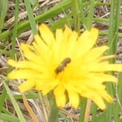 Apiformes (informal group) at Yarralumla Grassland (YGW) - 25 Jan 2024