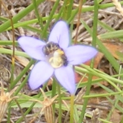 Apiformes (informal group) (Unidentified bee) at Yarralumla, ACT - 25 Jan 2024 by MichaelMulvaney