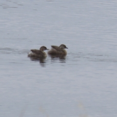 Poliocephalus poliocephalus (Hoary-headed Grebe) at Lanyon - northern section - 25 Jan 2024 by RodDeb