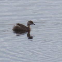 Poliocephalus poliocephalus at Lanyon - northern section A.C.T. - 25 Jan 2024