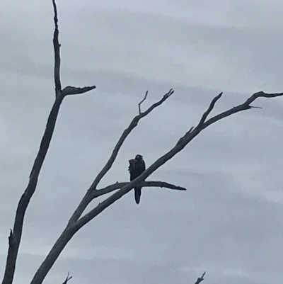 Aquila audax (Wedge-tailed Eagle) at Mount Painter - 25 Jan 2024 by Gingeh