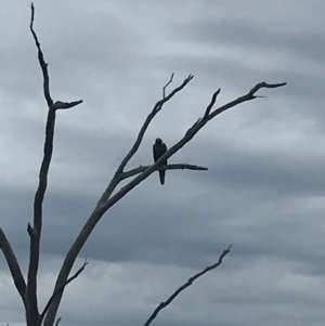 Aquila audax at Mount Painter - 25 Jan 2024 04:36 PM