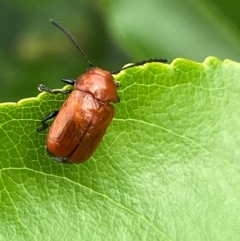 Aporocera (Aporocera) haematodes (A case bearing leaf beetle) at Whitlam, ACT - 25 Jan 2024 by SteveBorkowskis